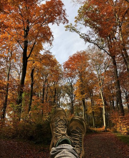 bosque tranquilo